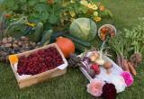 День садовода и огородника в Йошкар-Оле