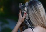 Йошкаролинцы смогут посетить выставку кошек и  при желании выбрать  себе нового друга