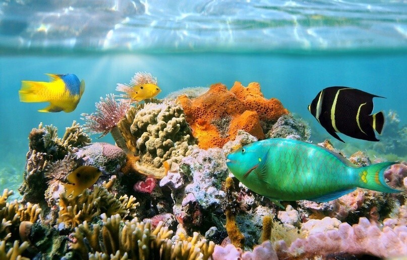 Выставка экзотических рыб «Подводный мир»