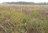 Завершился пожароопасный сезон в лесах Марий Эл Завершился пожароопасный сезон в лесах Марий Эл