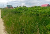 Власти Республики Марий Эл, не принимают меры против опасного растения Борщевик!
